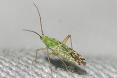 Macrotylus atricapillus