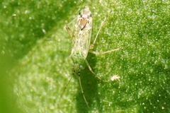 Macrotylus atricapillus