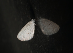 Lycaenopsina