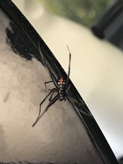Latrodectus variolus