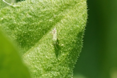 Macrotylus atricapillus