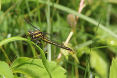 Phanogomphus exilis