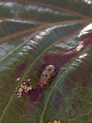 Systena nigroplagiata