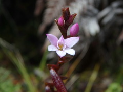Epidendrum fimbriatum