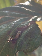 Systena nigroplagiata