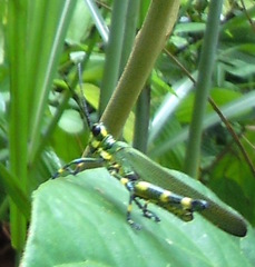 Chromacris psittacus