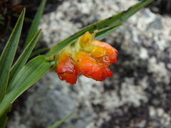 Elleanthus aurantiacus