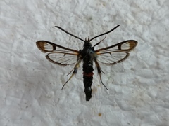 Synanthedon culiciformis