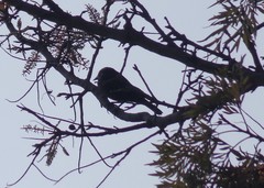 Molothrus aeneus