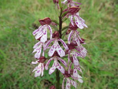 Orchis × hybrida