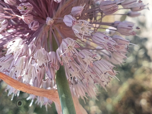 Allium multiflorum (Allium multiflorum)