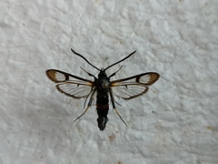 Synanthedon culiciformis