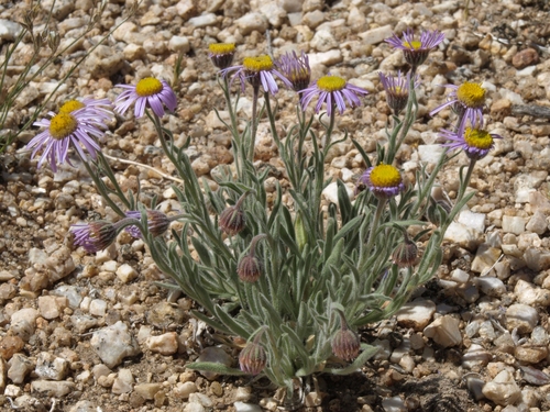 Erigeron clokeyi Cronquist
