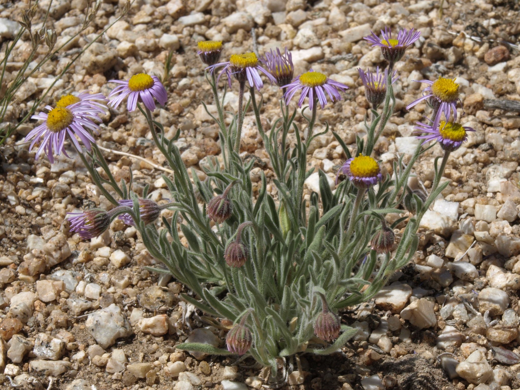 Erigeron clokeyi