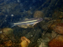 Notropis leuciodus