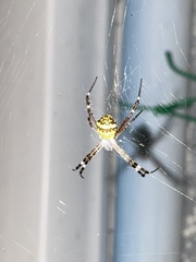 Argiope