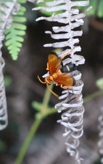 Batozonellus dorsalis