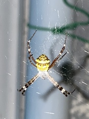 Argiope