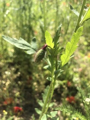 Papaver rhoeas