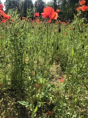 Papaver rhoeas
