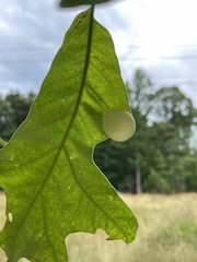 Amphibolips nubilipennis