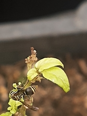 Protonectarina sylveirae