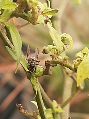 Protonectarina sylveirae