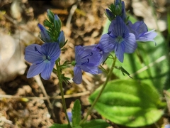 Veronica orsiniana