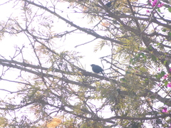 Molothrus aeneus