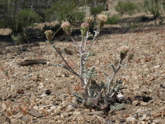 Calyptridium roseum