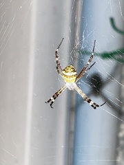Argiope