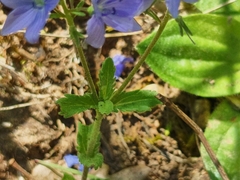 Veronica orsiniana