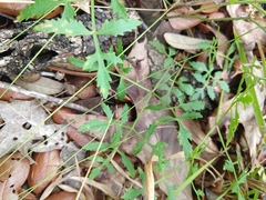 Angelica dentata