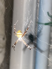 Argiope