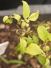 Protonectarina sylveirae
