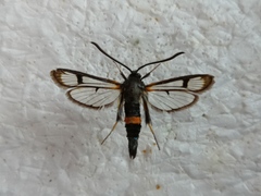 Synanthedon culiciformis