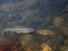 Notropis leuciodus