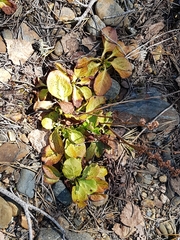 Pyrola rotundifolia