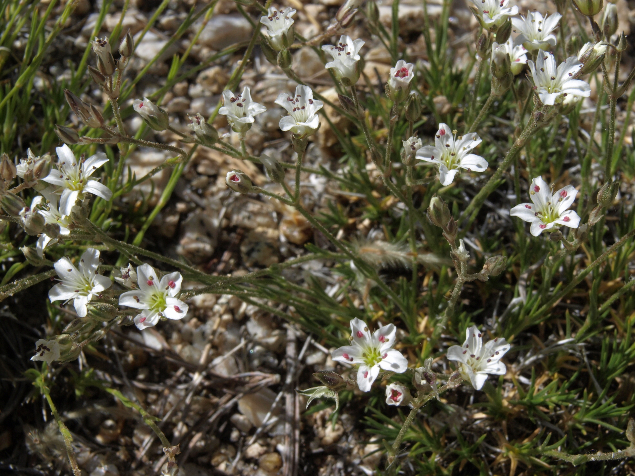 Eremogone kingii var. glabrescens