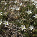 King’s Sandwort - Photo (c) Jim Morefield, some rights reserved (CC BY)