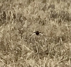 Coturnicops noveboracensis