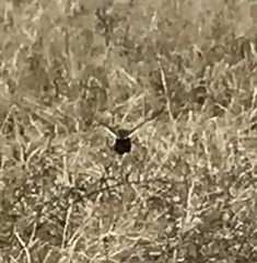 Coturnicops noveboracensis