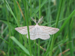 Perconia strigillaria