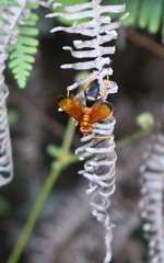 Batozonellus dorsalis