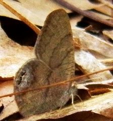 Cyllopsis gemma gemma