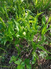 Cypripedium calceolus