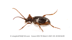 Ptinus japonicus