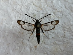 Synanthedon culiciformis