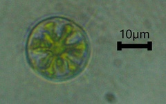Hyalotheca