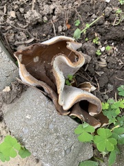 Peziza domiciliana
